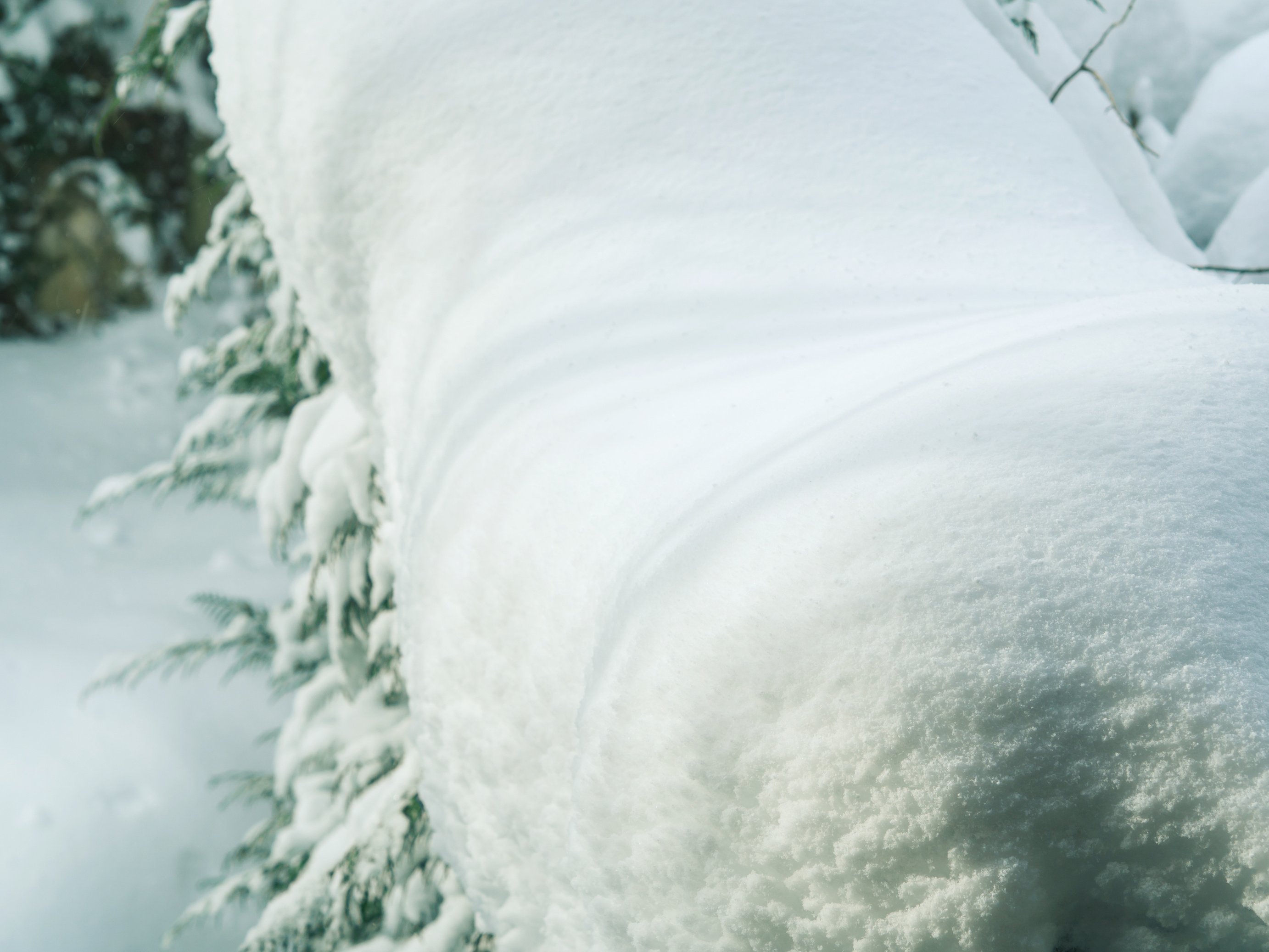 Winter Tree Branches Covered with Snow